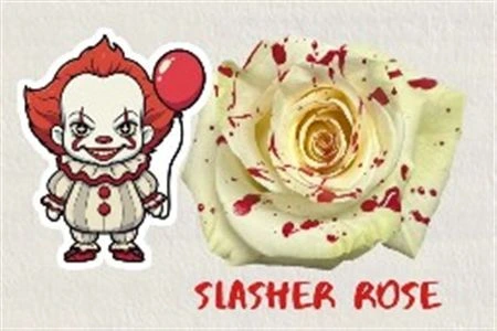 Ruža farbená Hw Slasher Rose, Ekvádor • 50 cm