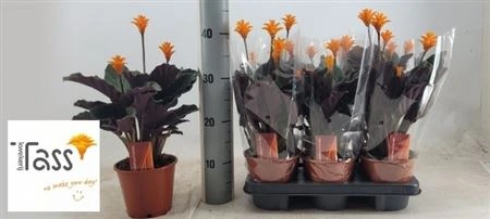 Calathea Crocata 3-4 • črepník 14 cm