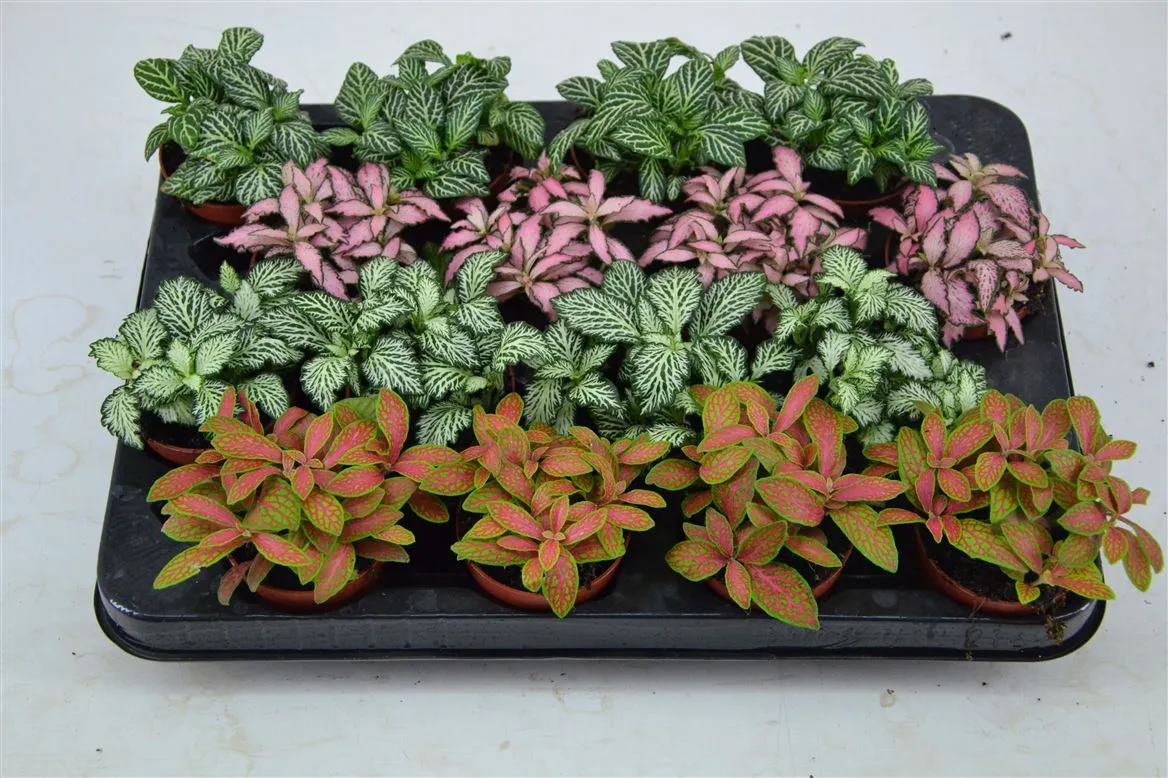Fittonia Mix • črepník 7 cm
