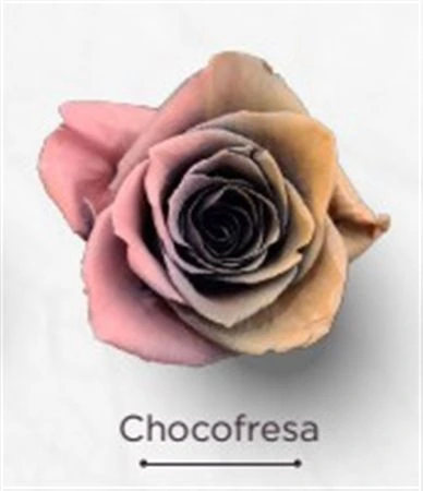 Ruža farbená Chocofresa, Ekvádor • 50 cm