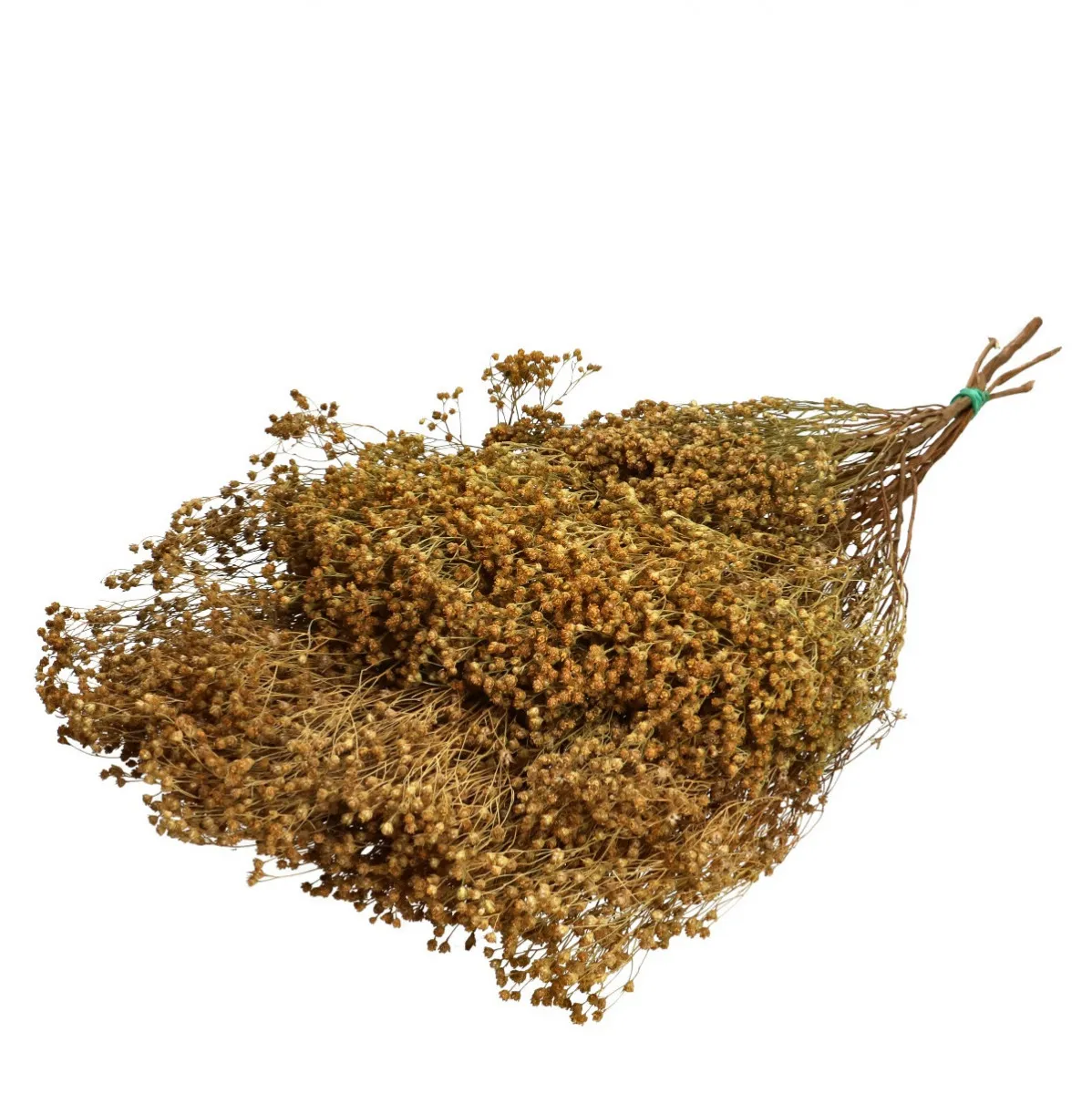 Sušené metlice 60 cm