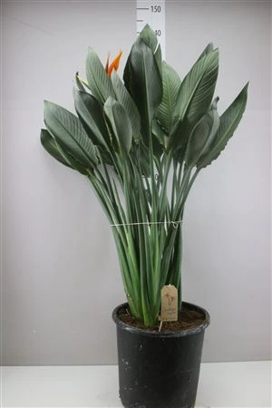Strelícia Reginae 3+ Flower • črepník 33 cm
