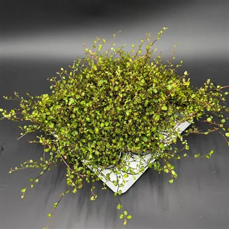 Muehlenbeckia Maori Mini • črepník 6 cm