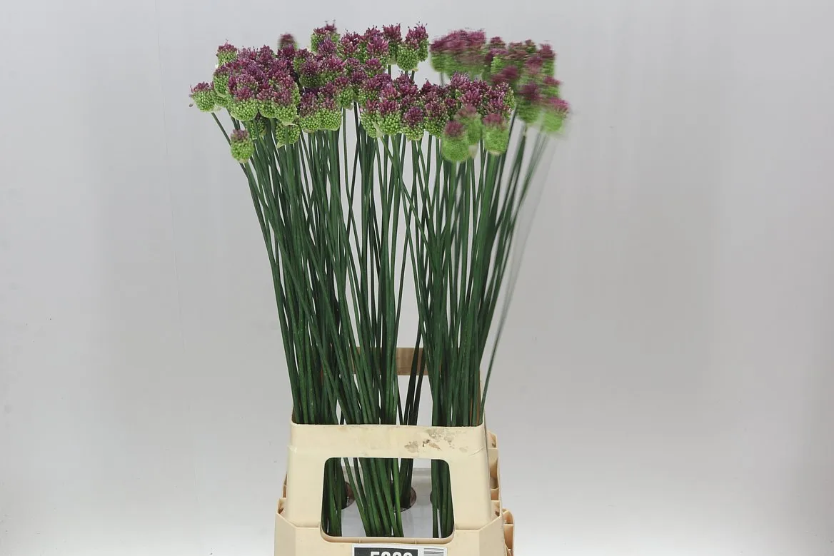 Allium Sphaerocephalon • 70 cm