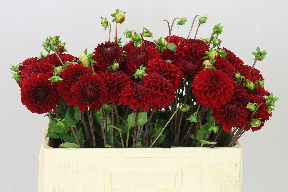 Dahlia Red Fox • 50 cm