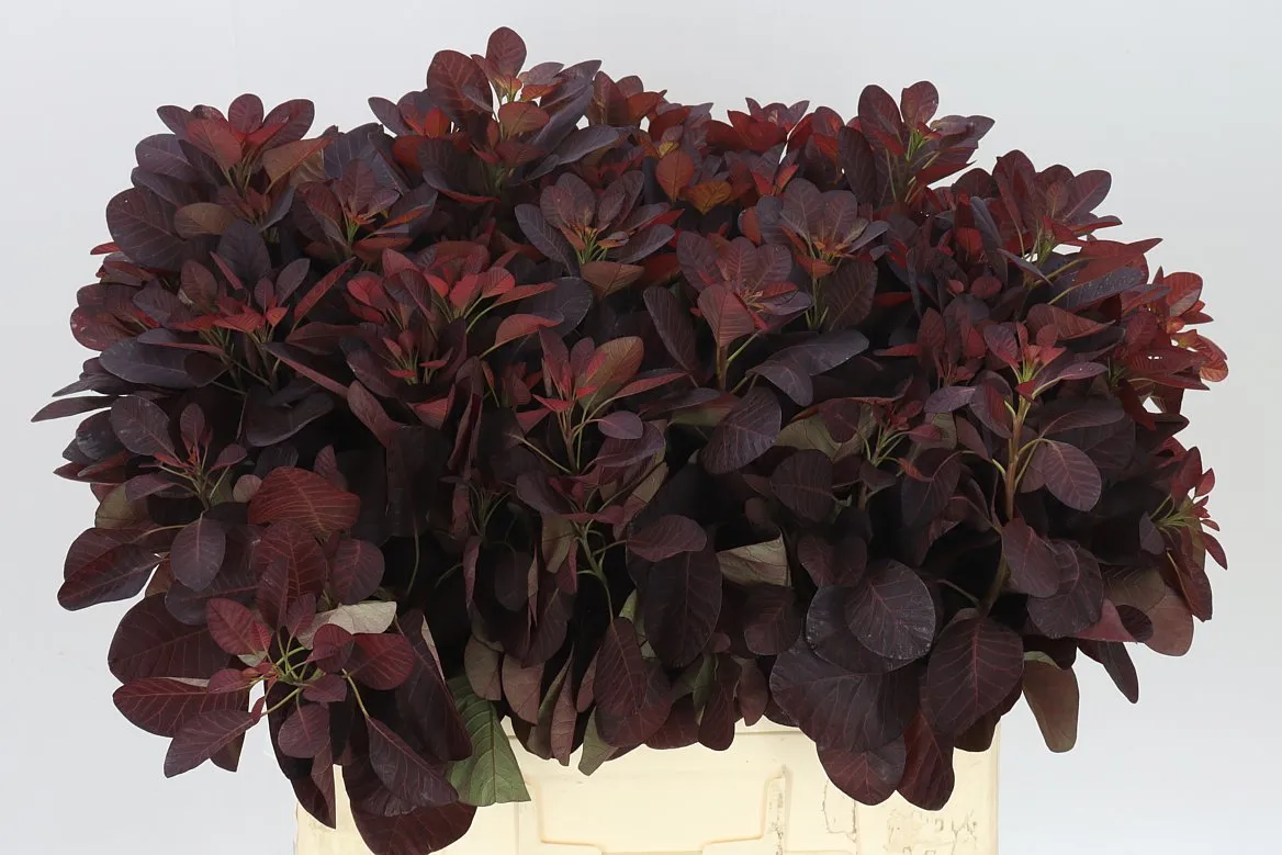 Cotinus Blad • 55 cm