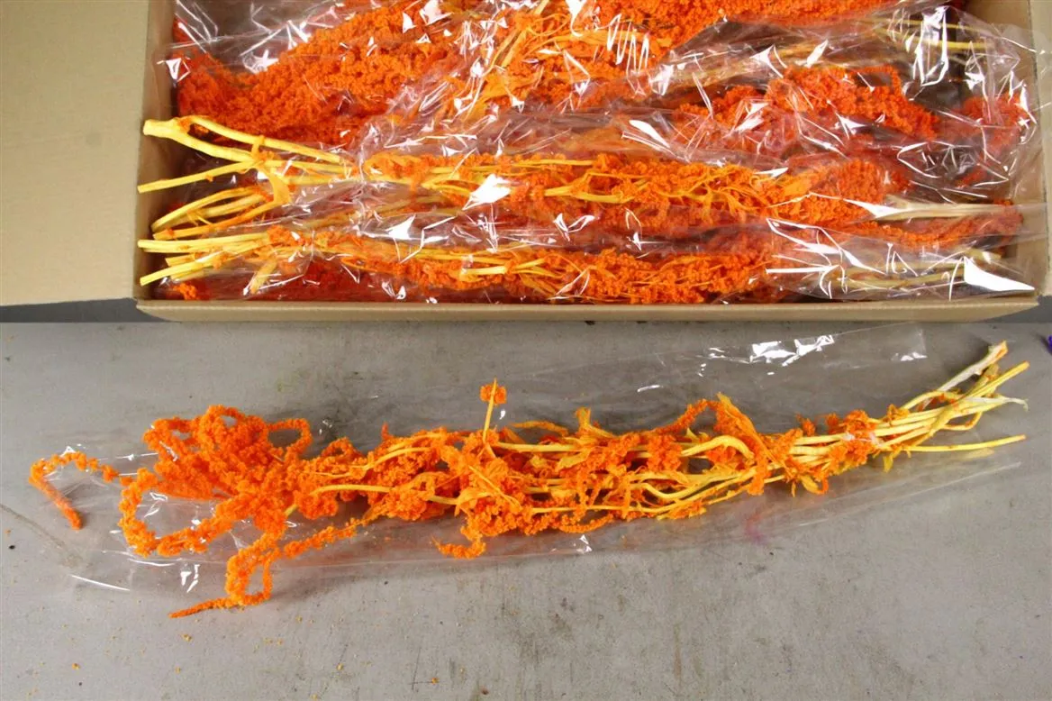Dried Amaranthus Orange • 60 cm