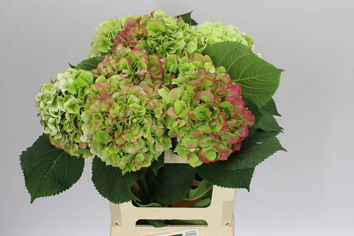 Hortenzia Verena Green Red Classic • 60 cm