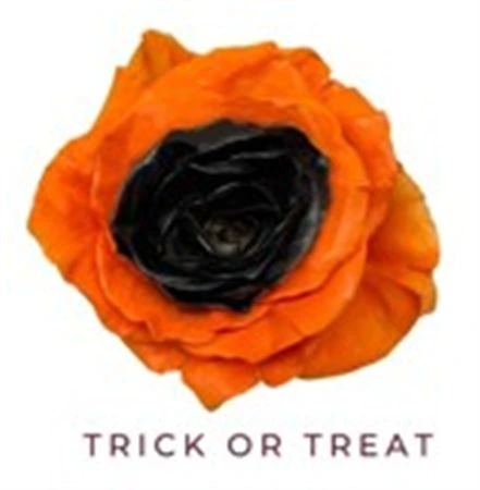 Ruža farbená Trick Or Treat, Ekvádor • 50 cm