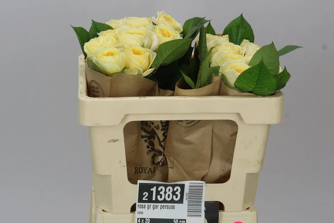 Rosa Gar Persuasion • 50 cm