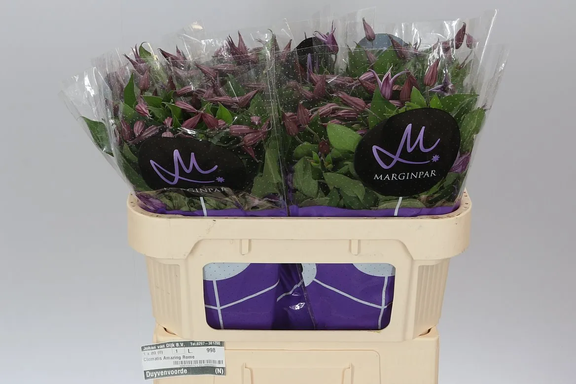 Clematis Amazing Rome • 70 cm