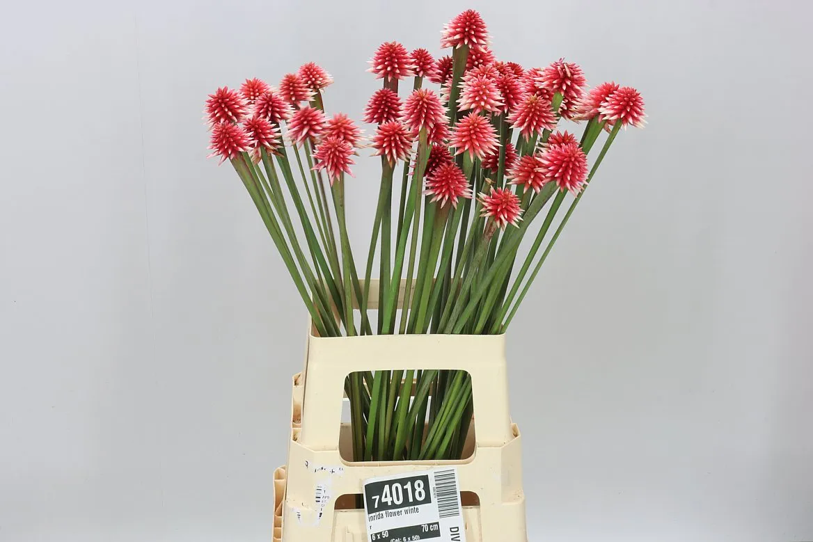 Inrida Flower Winter • 70 cm