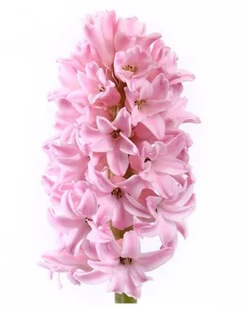 Hyacinthus Fondant • 30 cm