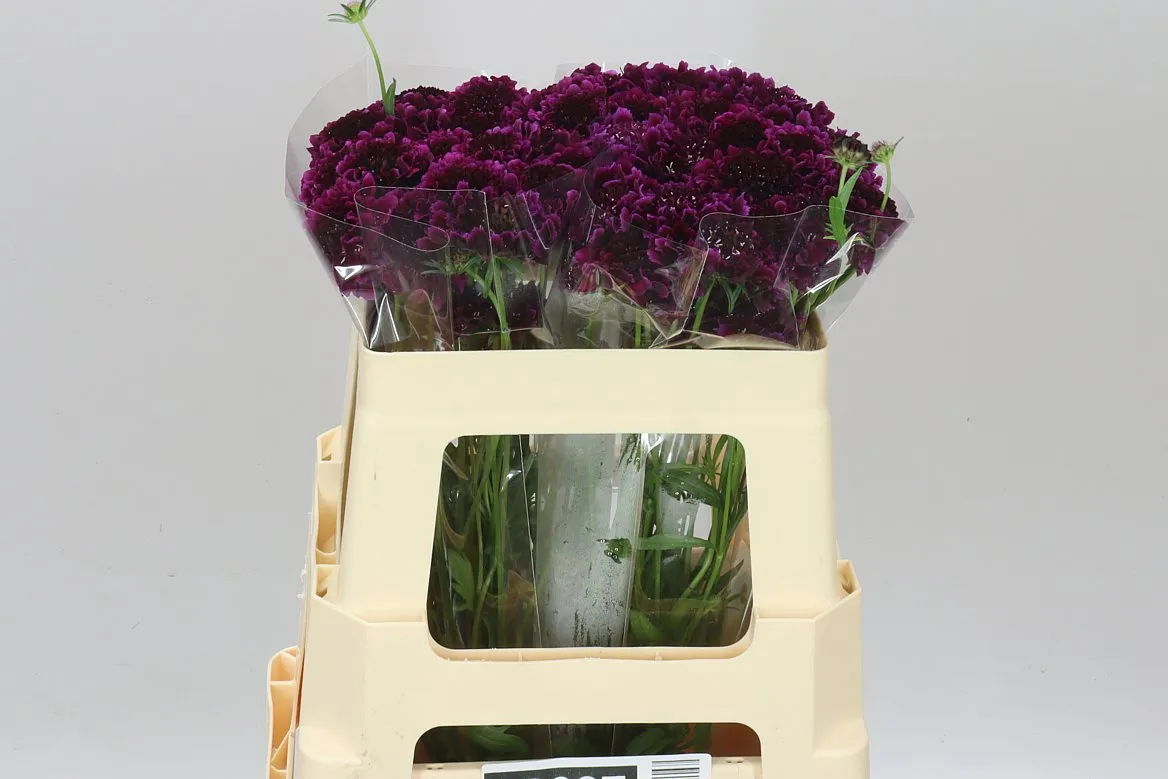 Scabiosa Atr Red Velvet Scoop • 55 cm