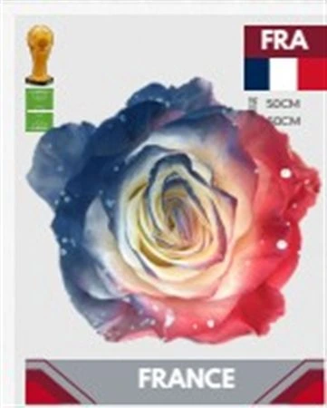 Ruža farbená Fb France, Ekvádor • 50 cm