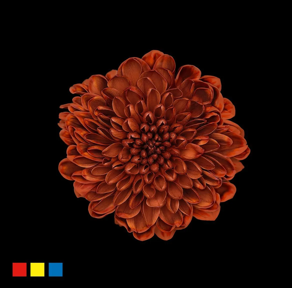 Chryzantéma trsová Altaj Browny • 70 cm