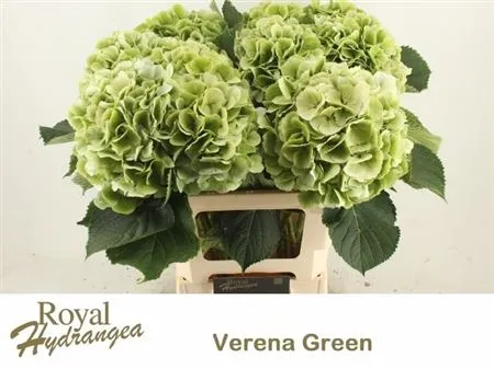 Hyd Verena Classic • 60 cm