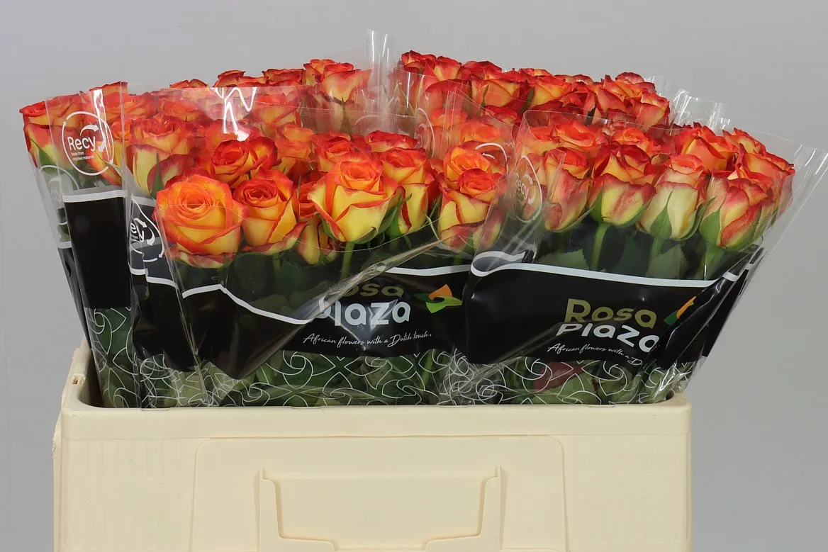 Rosa Gr Firefox • 50 cm
