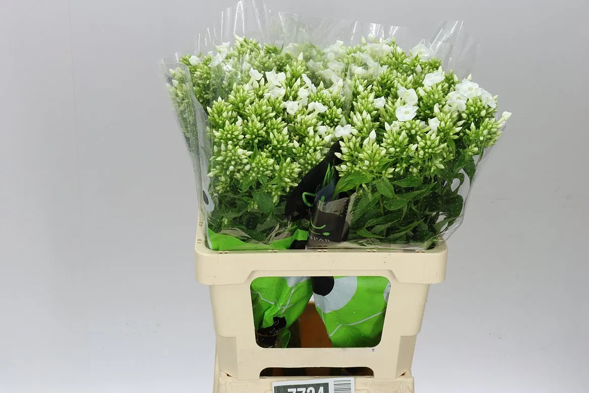 Phlox P Icecap • 60 cm