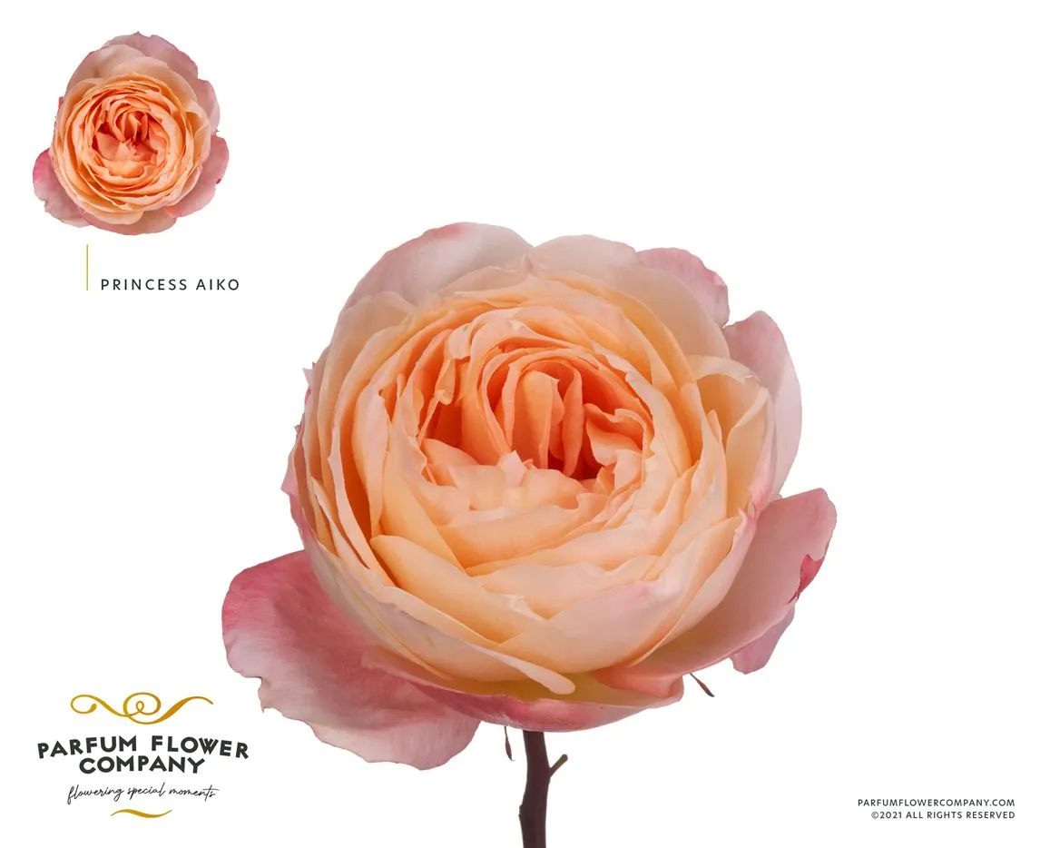 Ruža záhradná Princess Aiko • 50 cm