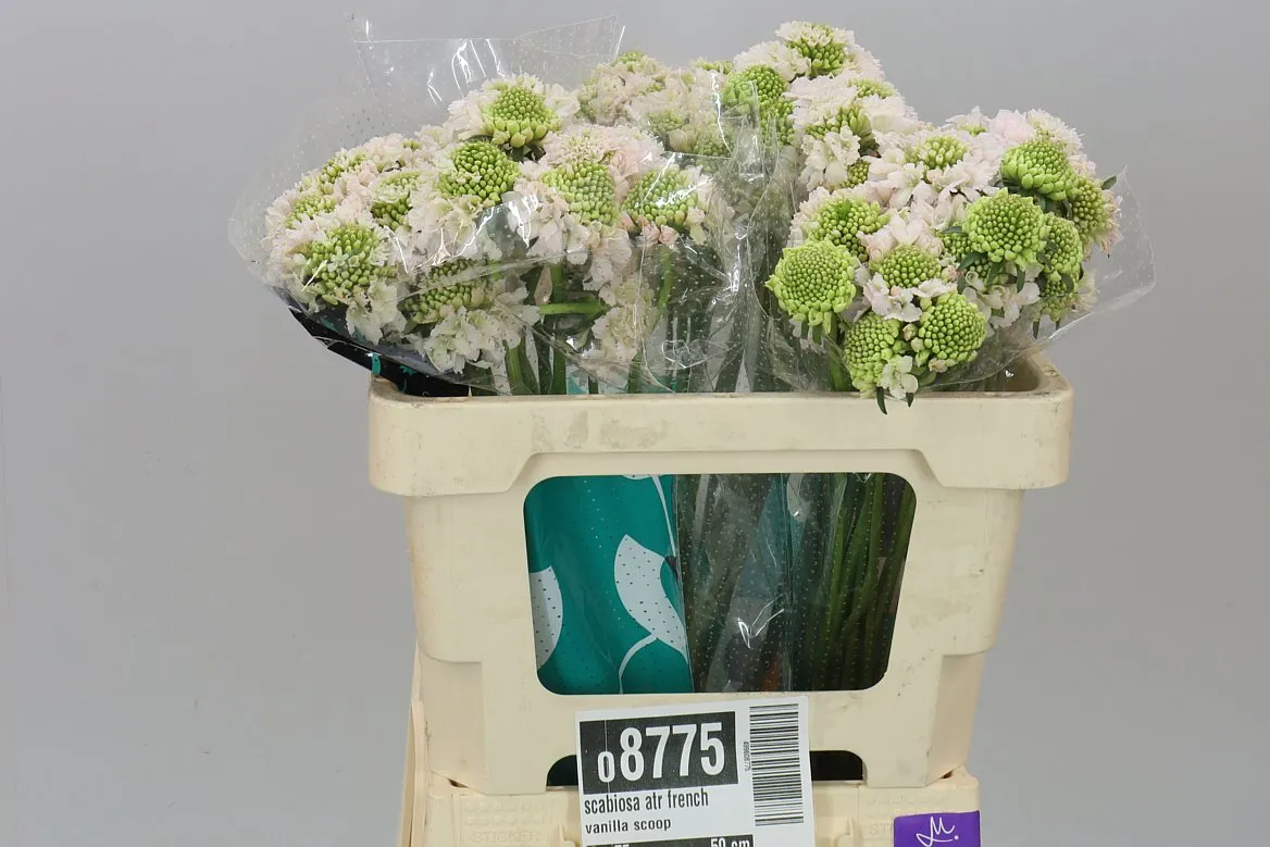 Scabiosa Atr French Vanilla Scoop • 50 cm