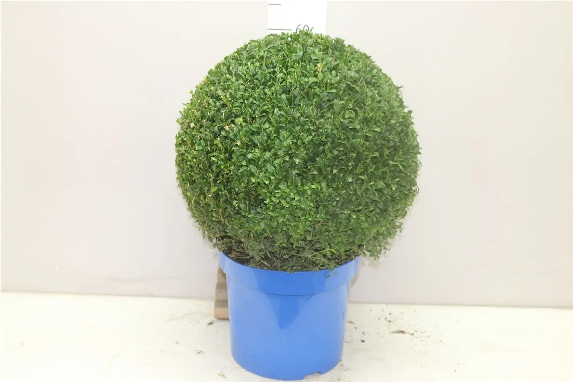 Krušpán Semp Bol 50cm Jeans Of Garden • črepník 30 cm