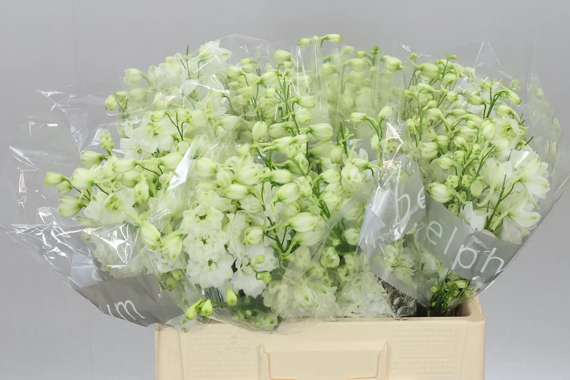 Delph El Centurion White • 60 cm