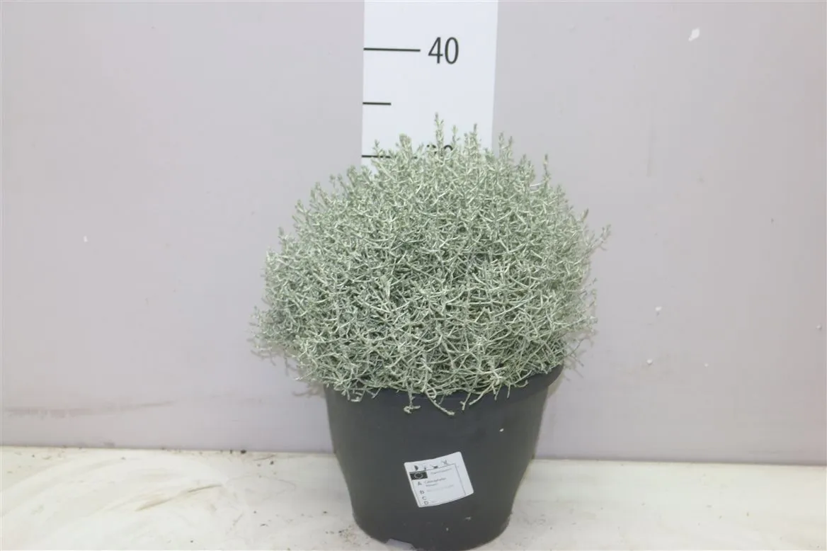 Calocephalus • črepník 23 cm