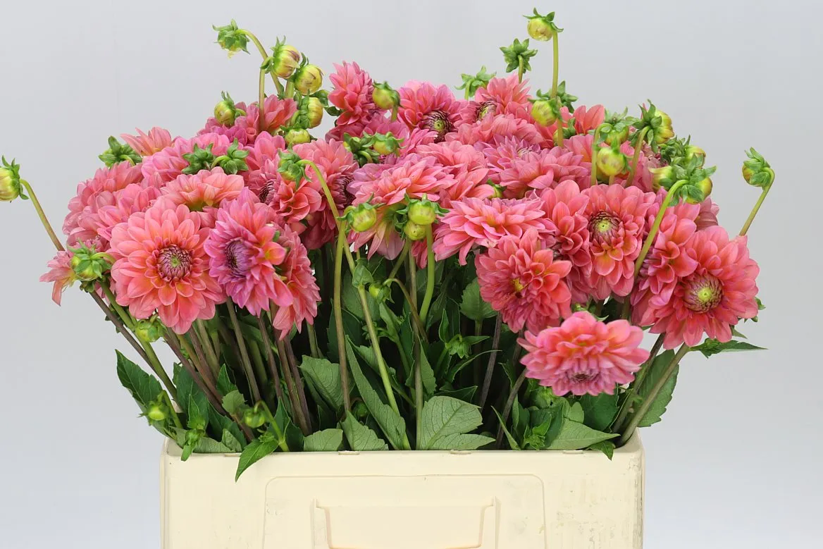 Georgína Pink Runner • 55 cm
