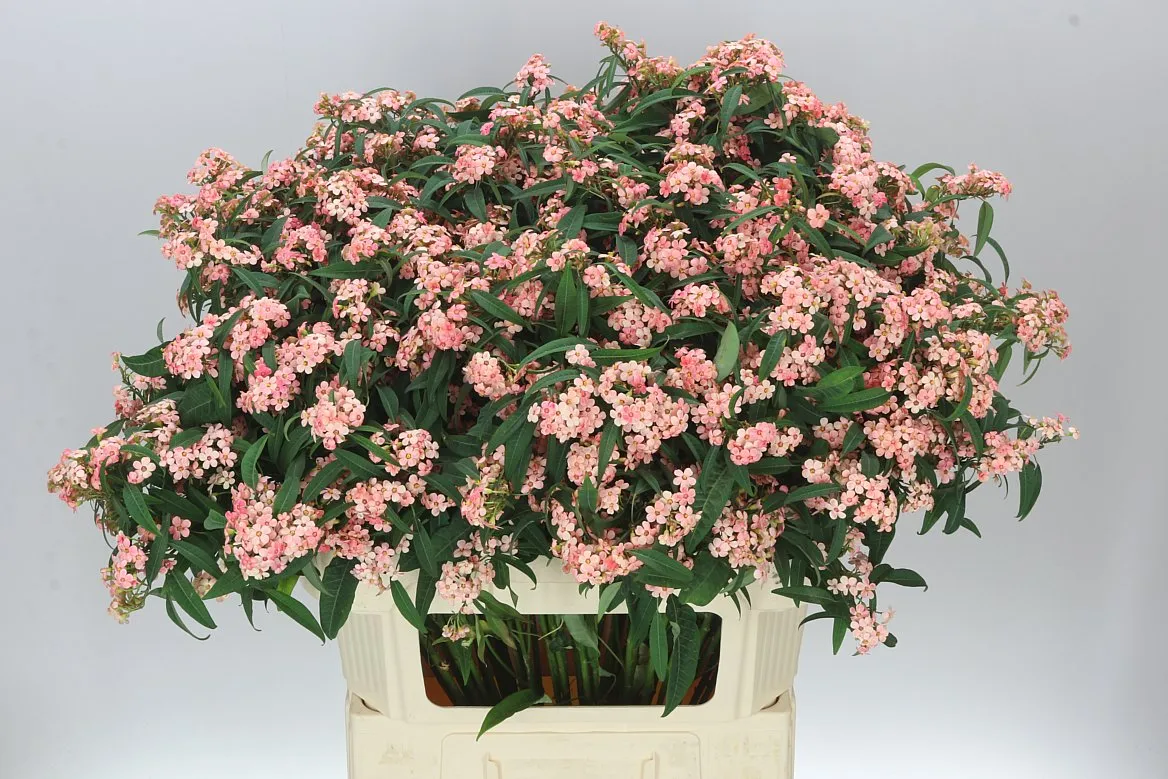 Euphorbia F T Pink Baron • 80 cm