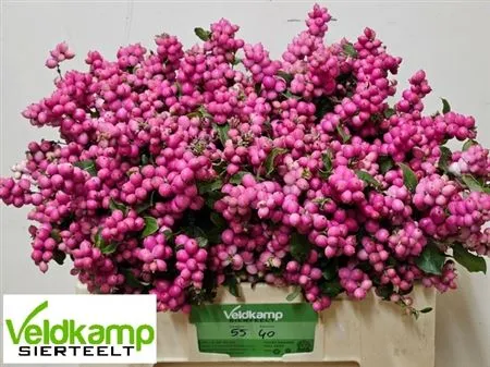 Symph Ruby Giant • 55 cm