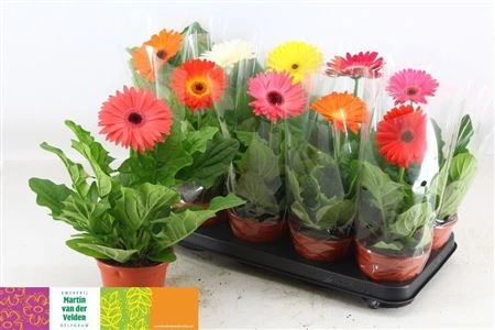 Gerbera mix 1+ • črepník 12 cm