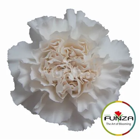 Di St Moon Golem • 70 cm