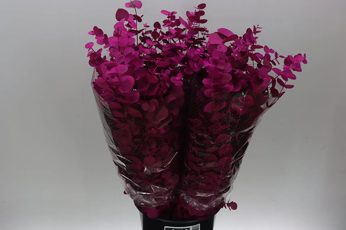 Cinerea Cerise • 75 cm