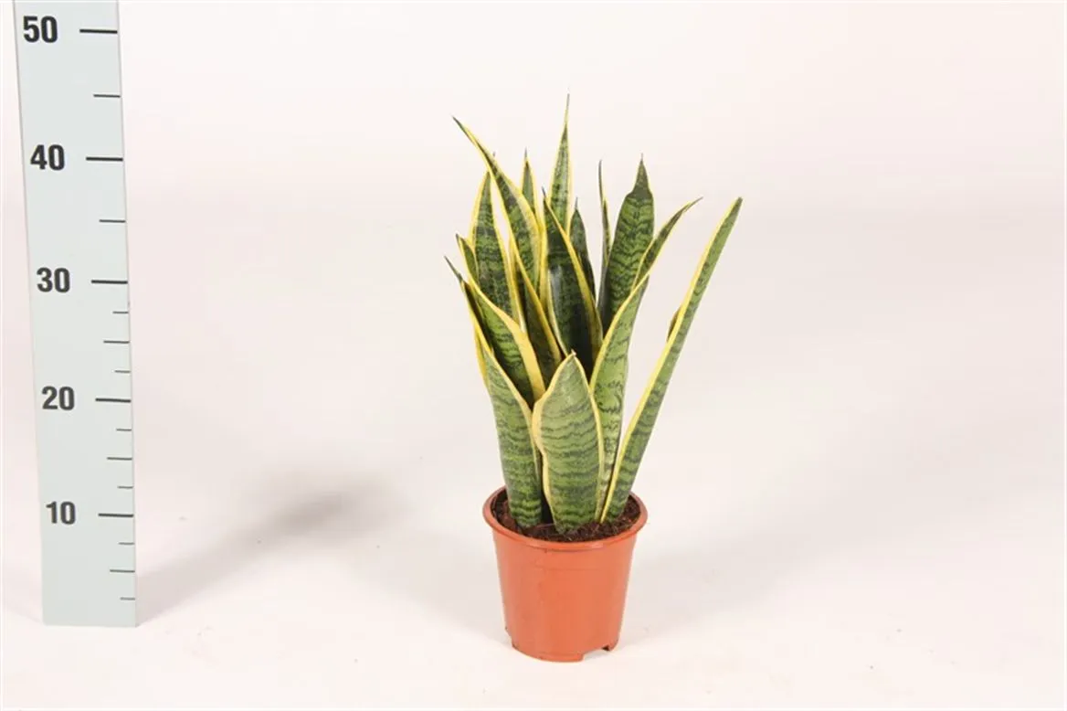 Sansevieria Tr Laurentii • črepník 14 cm