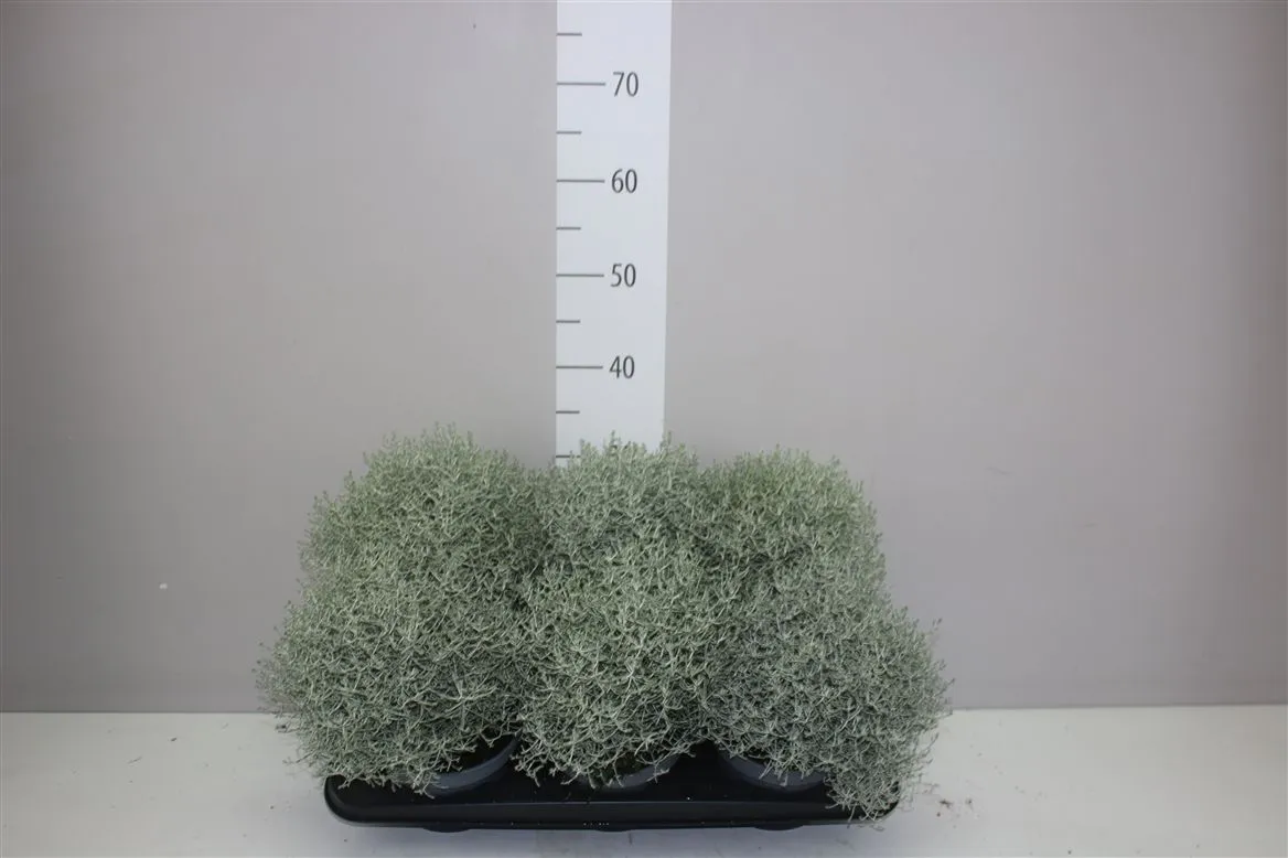 Calocephalus • črepník 15 cm
