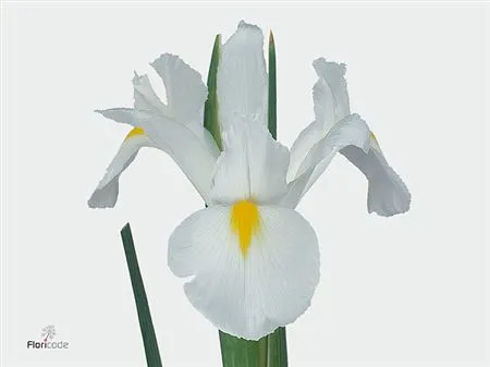 Iris White Magic • 60 cm