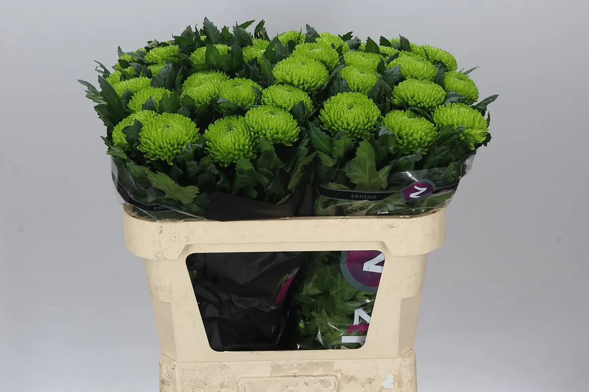 Chryzantéma veľkokvetá Alemani • 70 cm