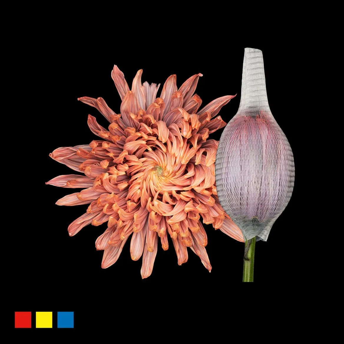 Chryzantéma veľkokvetá Stravina Bandito • 70 cm