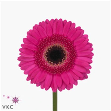 Germini Aqua ostatné Cerise + Black X80 • 50 cm