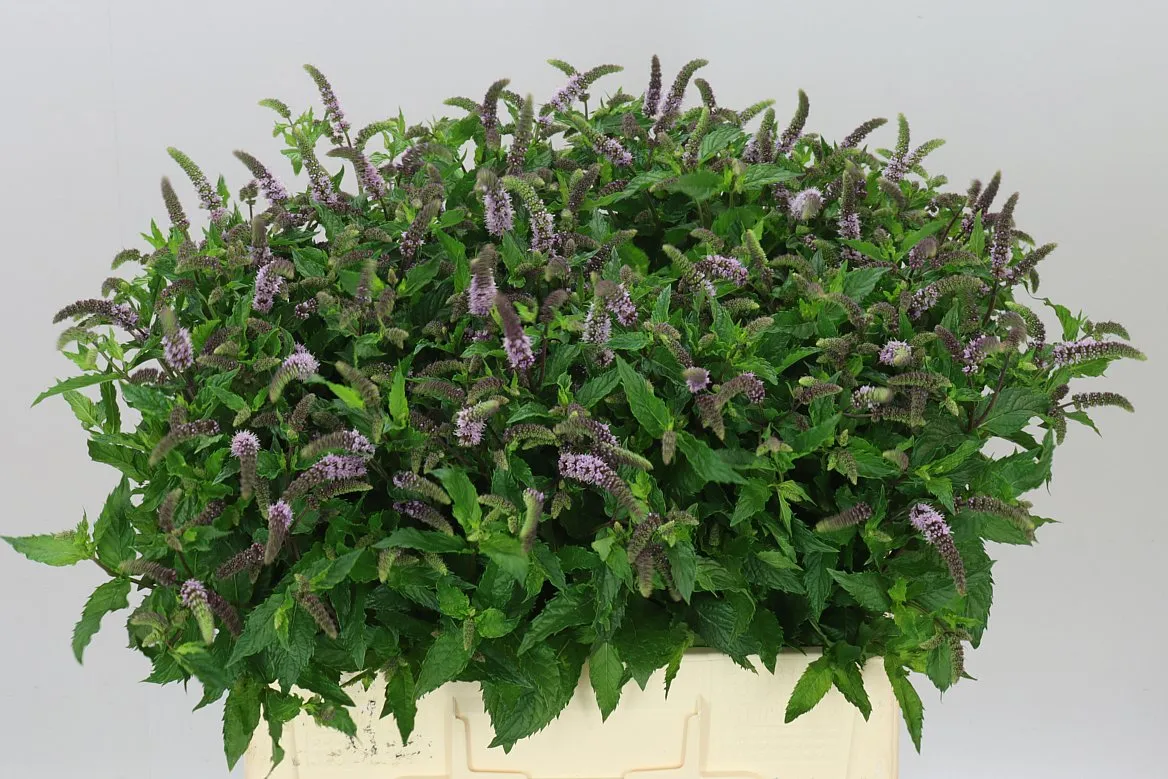 Mentha Tigra • 65 cm
