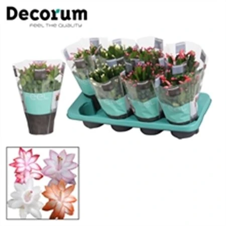 Schlumbergera mix • črepník 13 cm