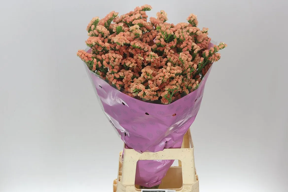 Limónium S Royal Orange • 80 cm