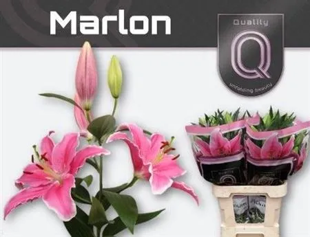Lil Or Marlon • 80 cm