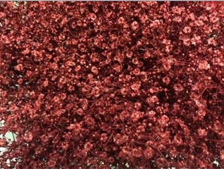 Gypsofila Million Star farbená Borbeaux