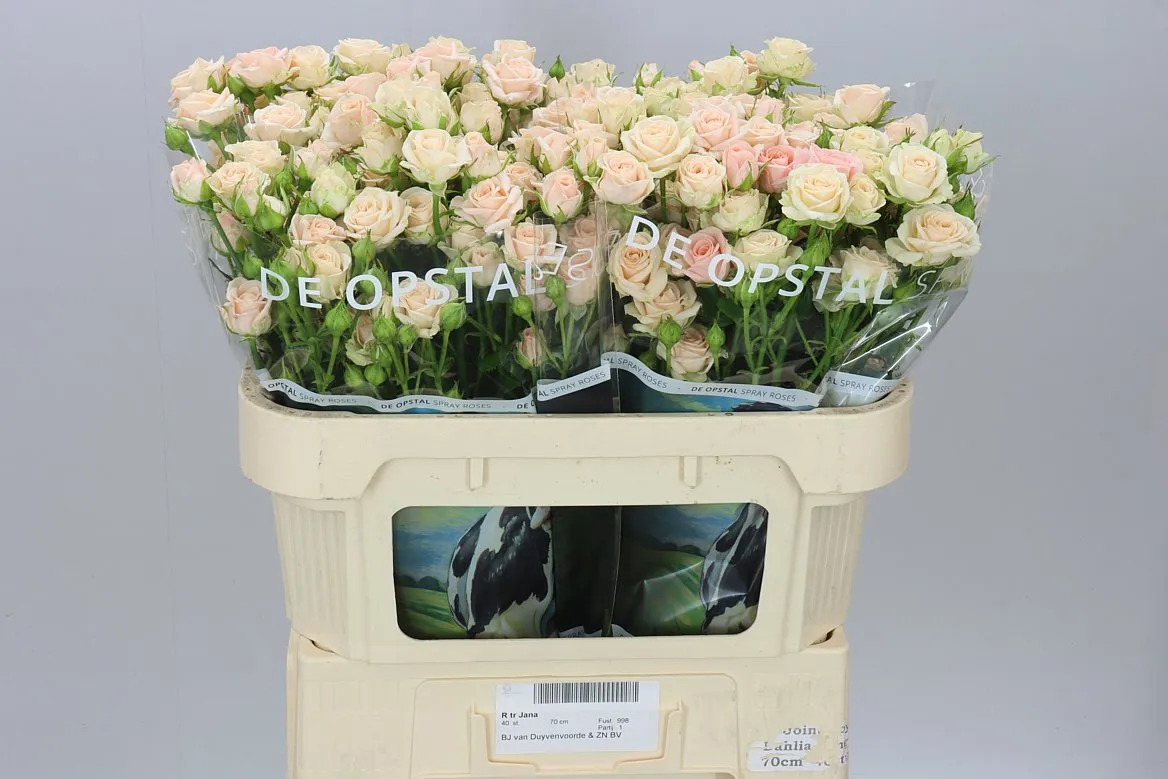 Rosa Tr Jana • 70 cm