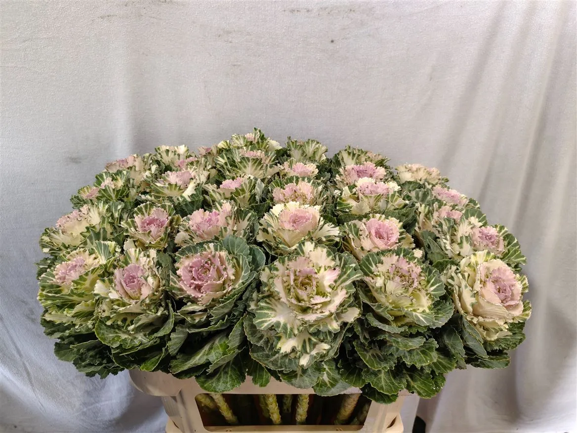 Okrasná kapusta Akilina • 70 cm