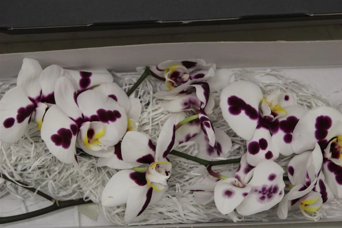 Orchidea Phalaenopsis Kimberley X25