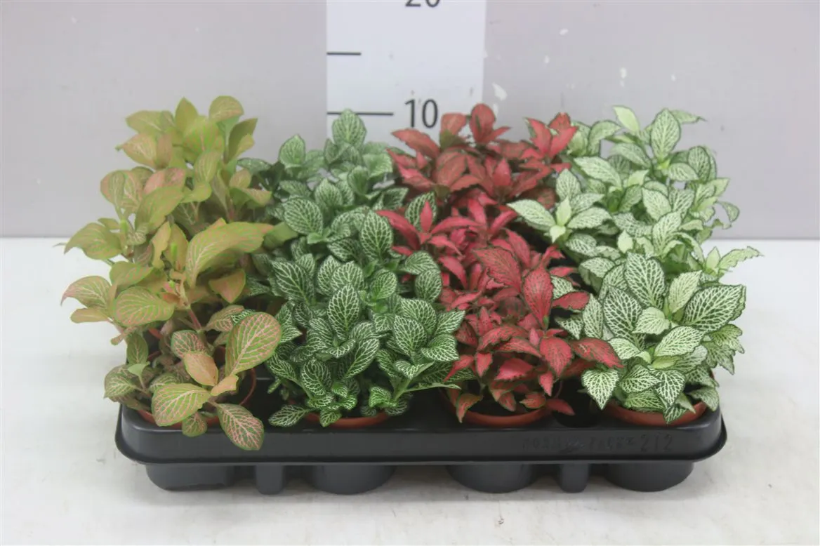 Fittonia mix • črepník 8,5 cm