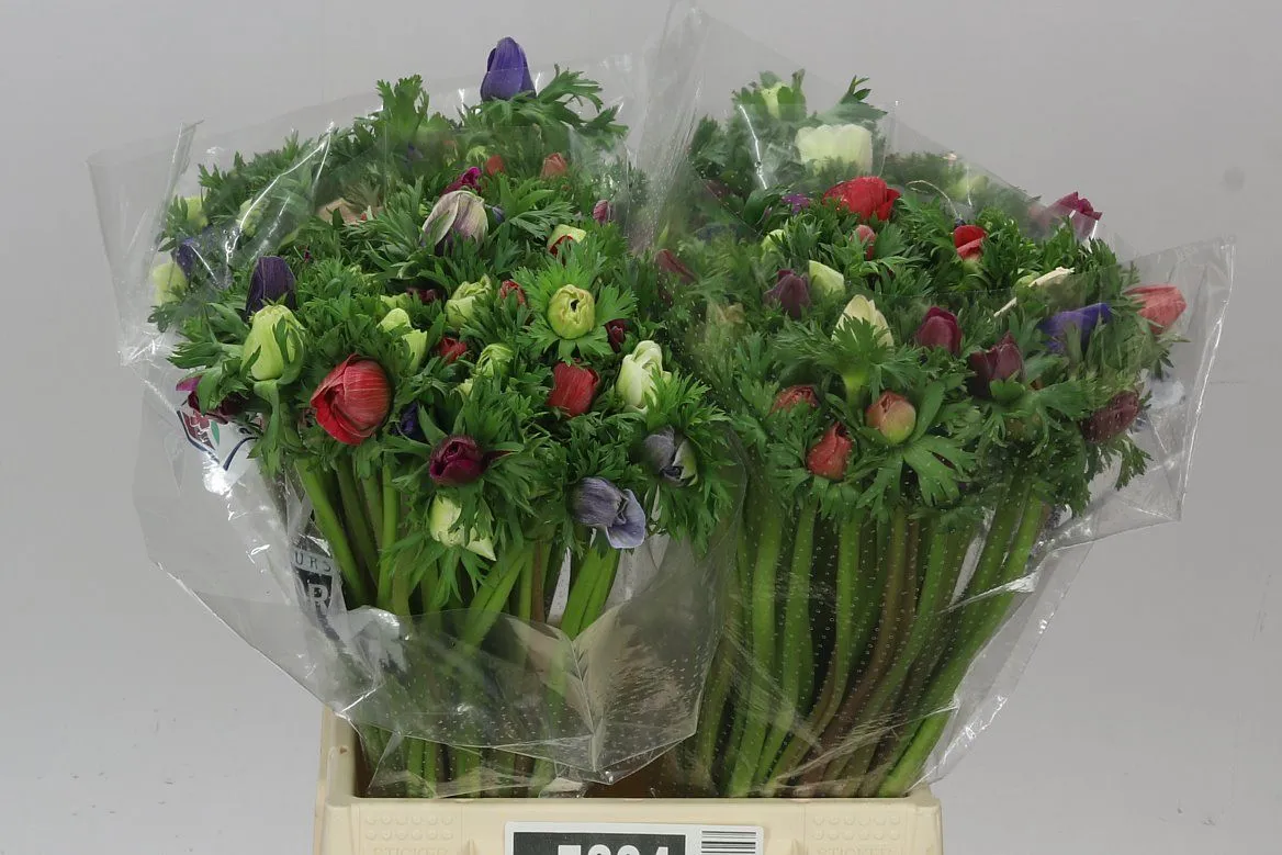 Anemone Mona Lisa Mixed • 35 cm